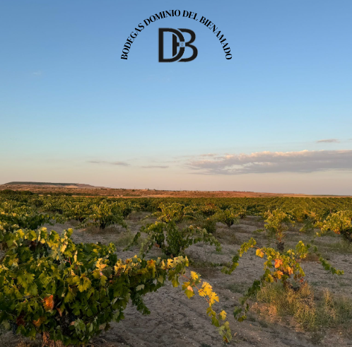 BODEGA DOMINIO BIENAMADO